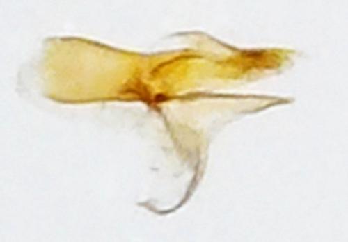 Aproaerema wormiella